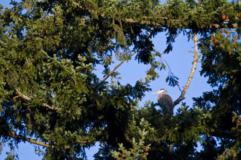 Great Blue Heron In Tree